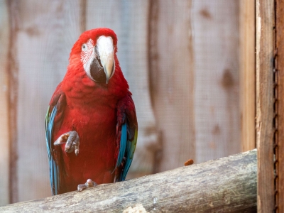 Guacamayo de alas verdes - De Zonnegloed - Dierenpark - Dieren opvangcentrum - Sanctuary